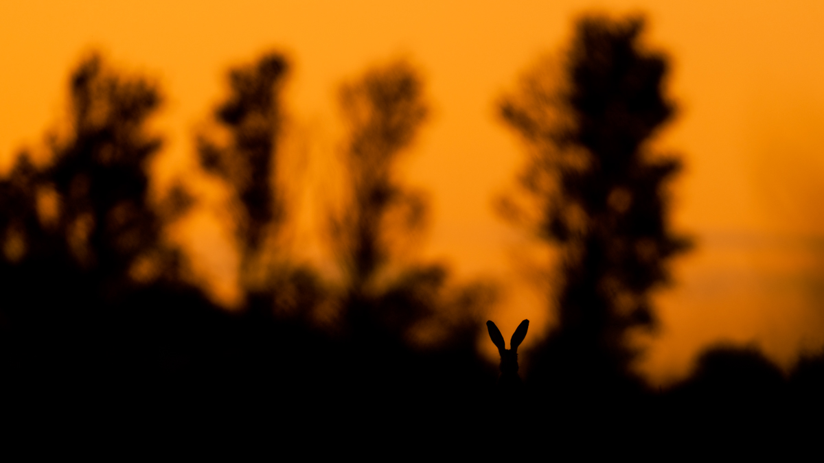 Gallery of fish, photographed by nature photographer Nicolas Stettler.