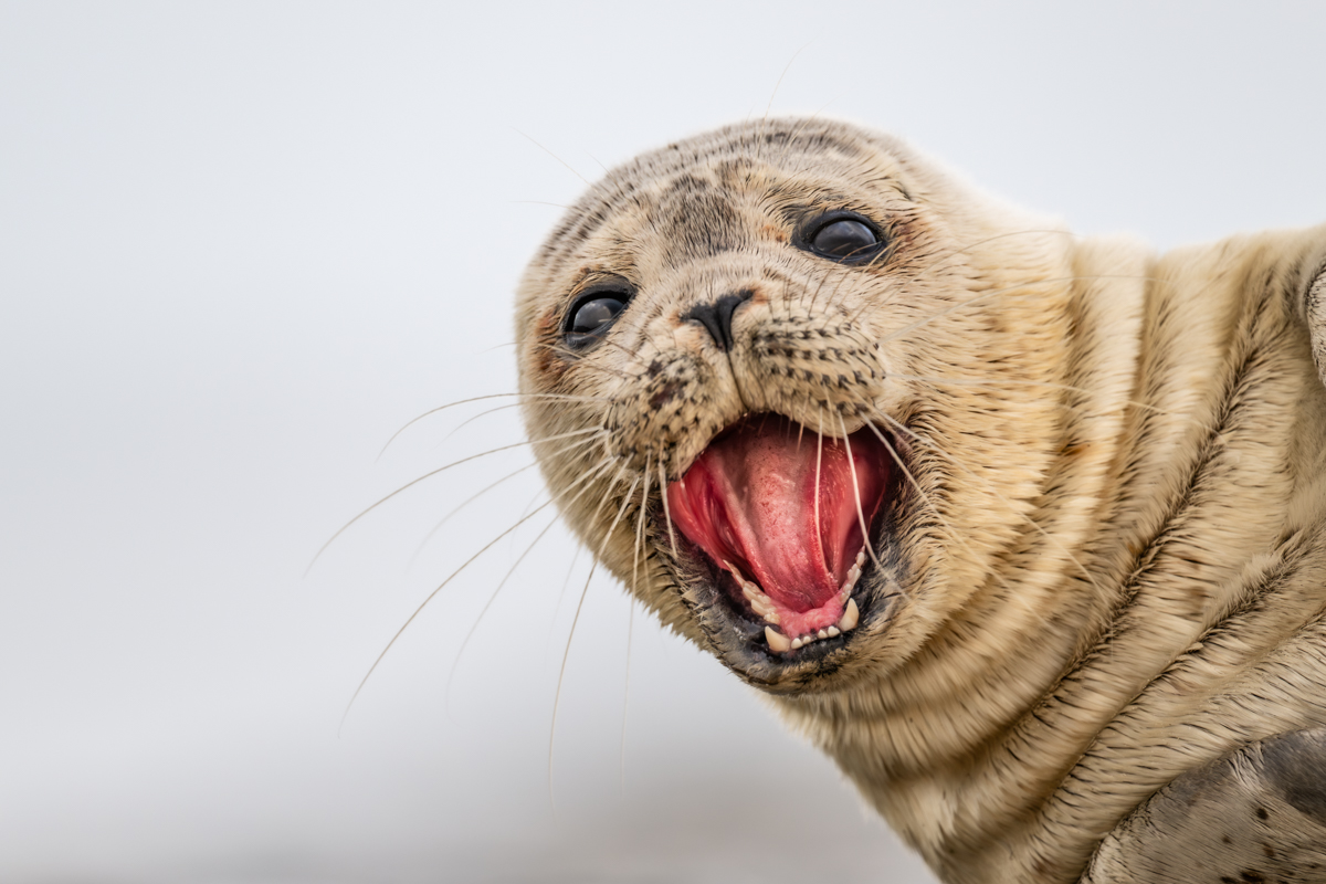 Gallery of fish, photographed by nature photographer Nicolas Stettler.