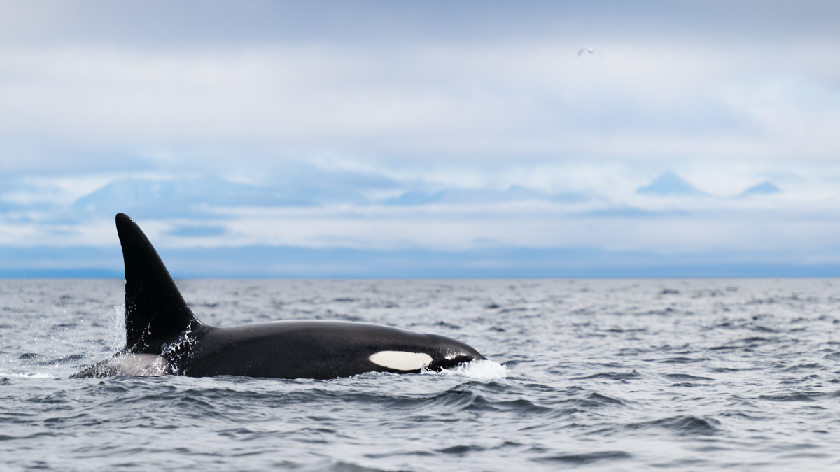 Gallery of fish, photographed by nature photographer Nicolas Stettler.