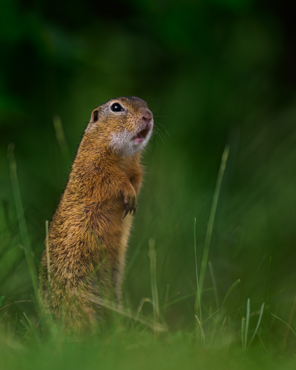 Gallery of fish, photographed by nature photographer Nicolas Stettler.