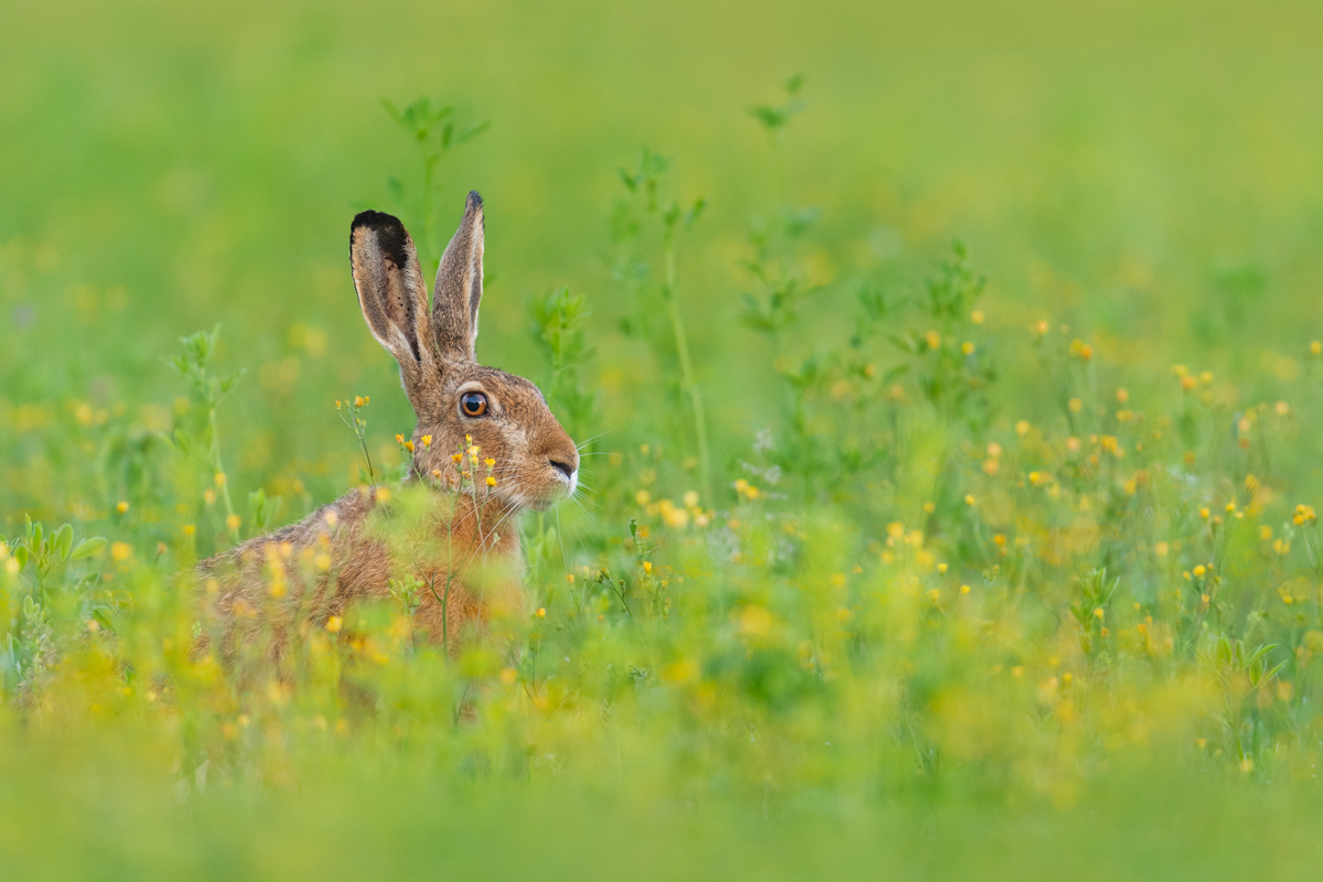 Gallery of fish, photographed by nature photographer Nicolas Stettler.