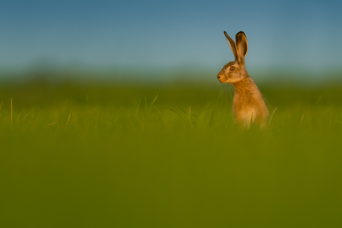 Gallery of fish, photographed by nature photographer Nicolas Stettler.