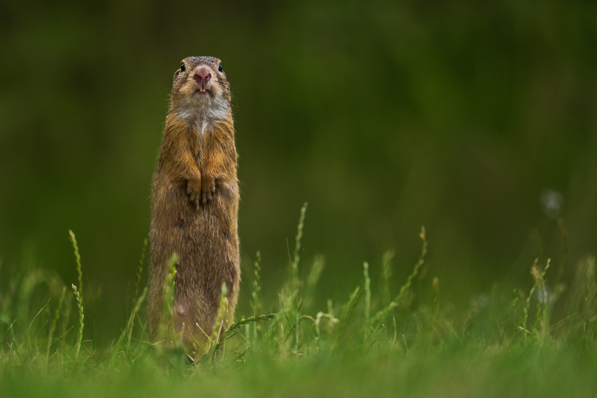 Gallery of fish, photographed by nature photographer Nicolas Stettler.