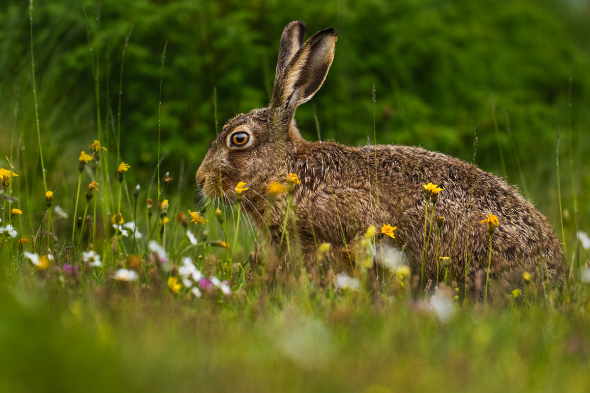 Gallery of fish, photographed by nature photographer Nicolas Stettler.