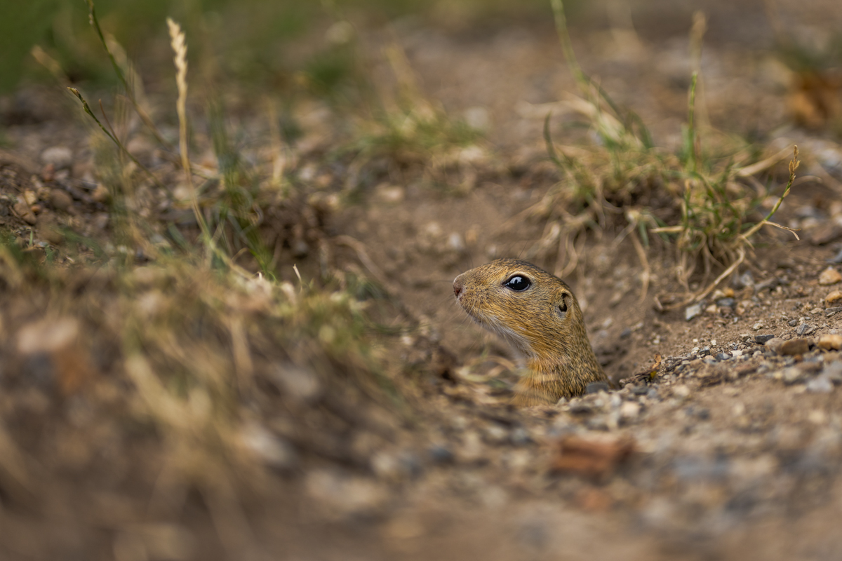 Gallery of fish, photographed by nature photographer Nicolas Stettler.