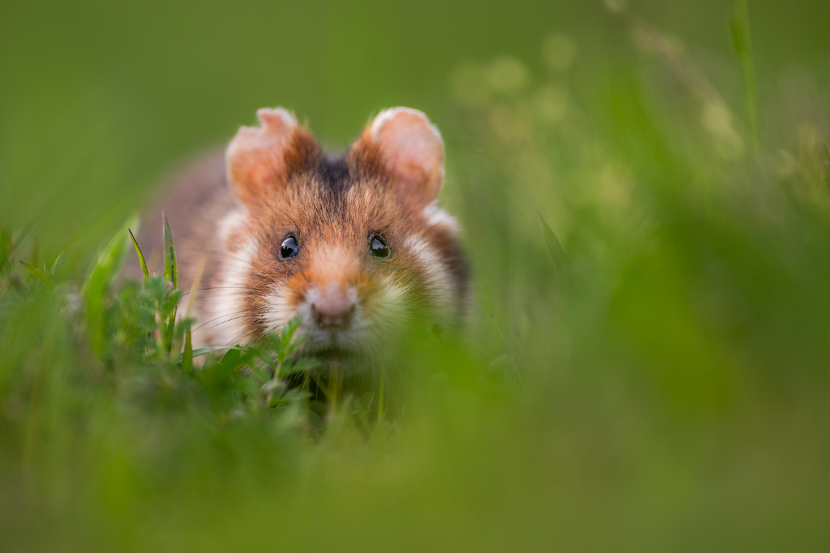 Gallery of fish, photographed by nature photographer Nicolas Stettler.