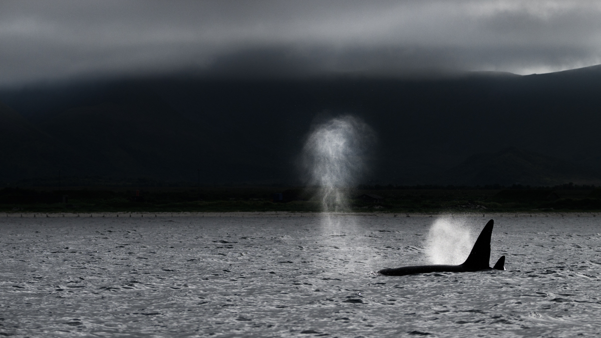 Gallery of fish, photographed by nature photographer Nicolas Stettler.