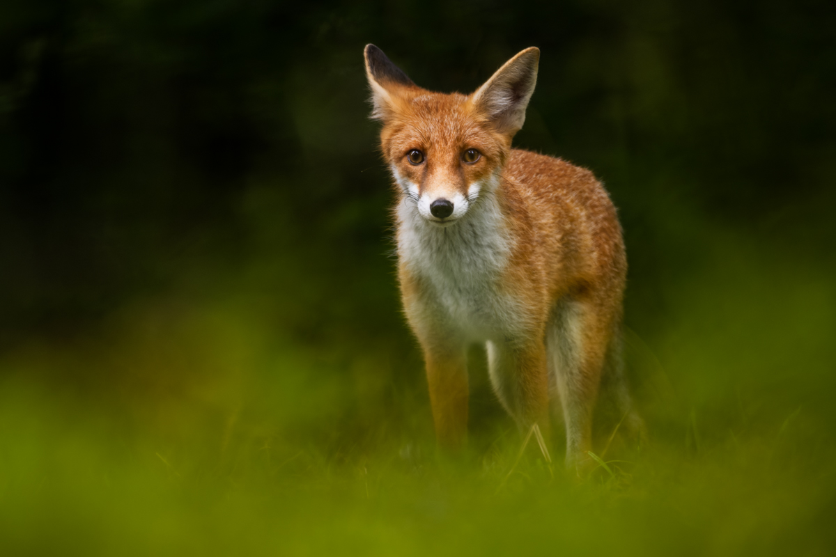 Gallery of fish, photographed by nature photographer Nicolas Stettler.