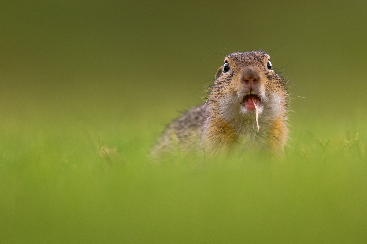 Gallery of fish, photographed by nature photographer Nicolas Stettler.
