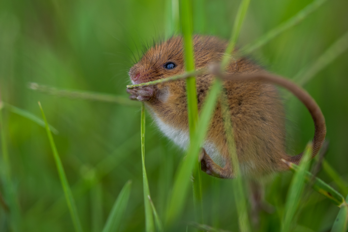 Gallery of fish, photographed by nature photographer Nicolas Stettler.