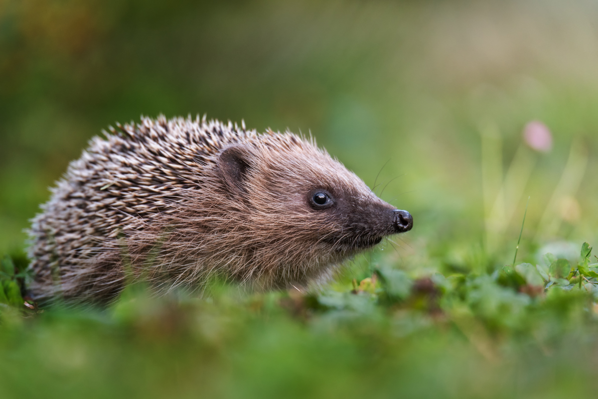 Gallery of fish, photographed by nature photographer Nicolas Stettler.