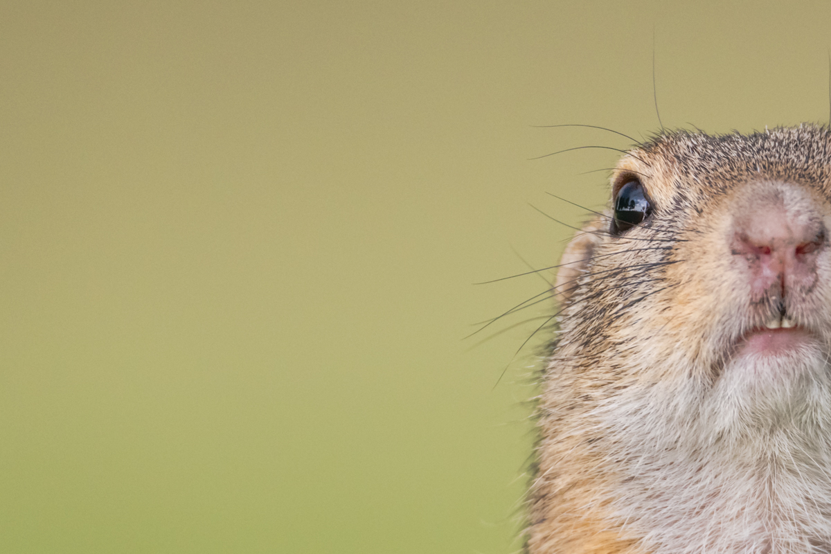 Gallery of fish, photographed by nature photographer Nicolas Stettler.