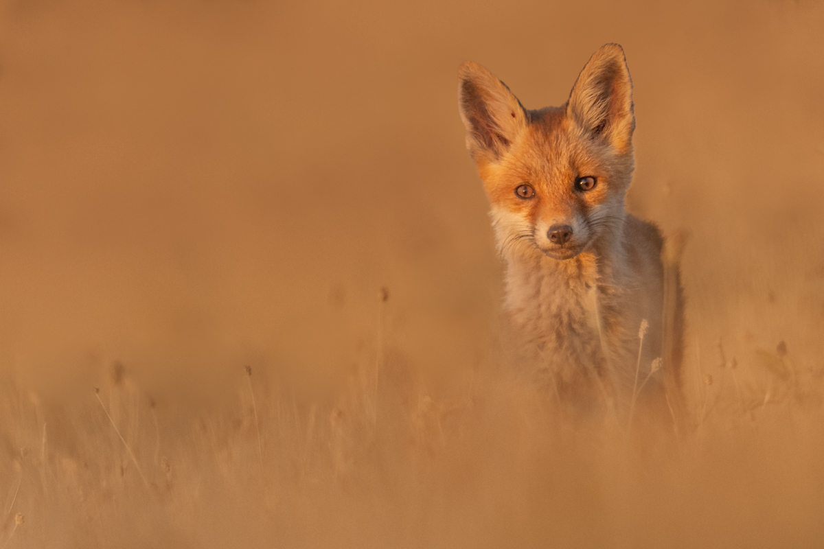 Gallery of fish, photographed by nature photographer Nicolas Stettler.