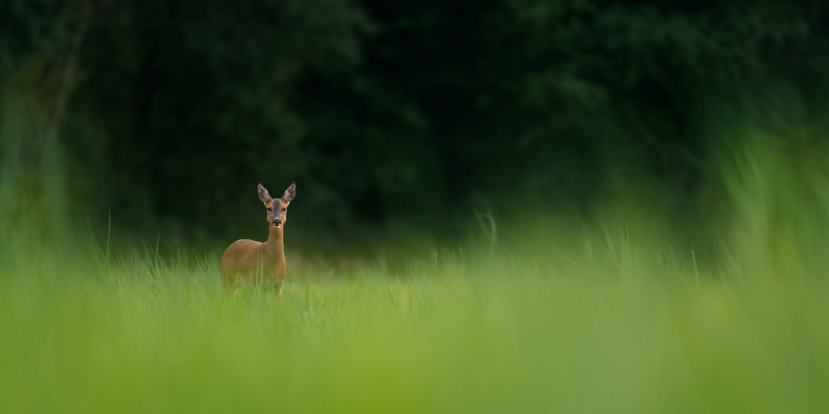 Gallery of fish, photographed by nature photographer Nicolas Stettler.