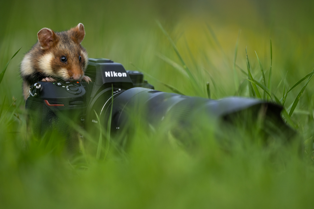 Gallery of fish, photographed by nature photographer Nicolas Stettler.