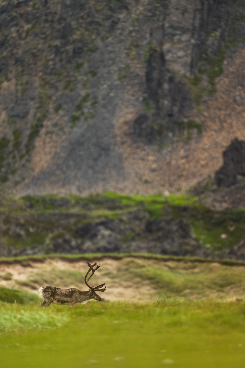 Gallery of fish, photographed by nature photographer Nicolas Stettler.
