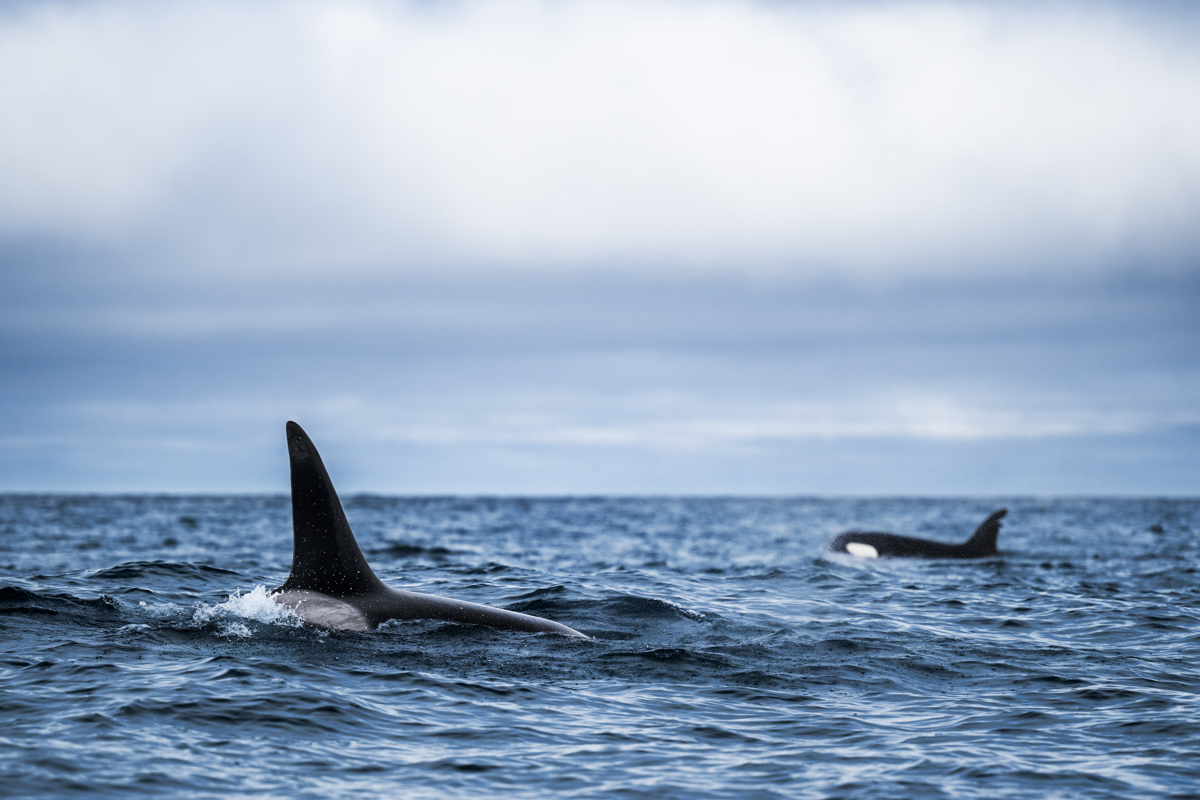 Gallery of fish, photographed by nature photographer Nicolas Stettler.