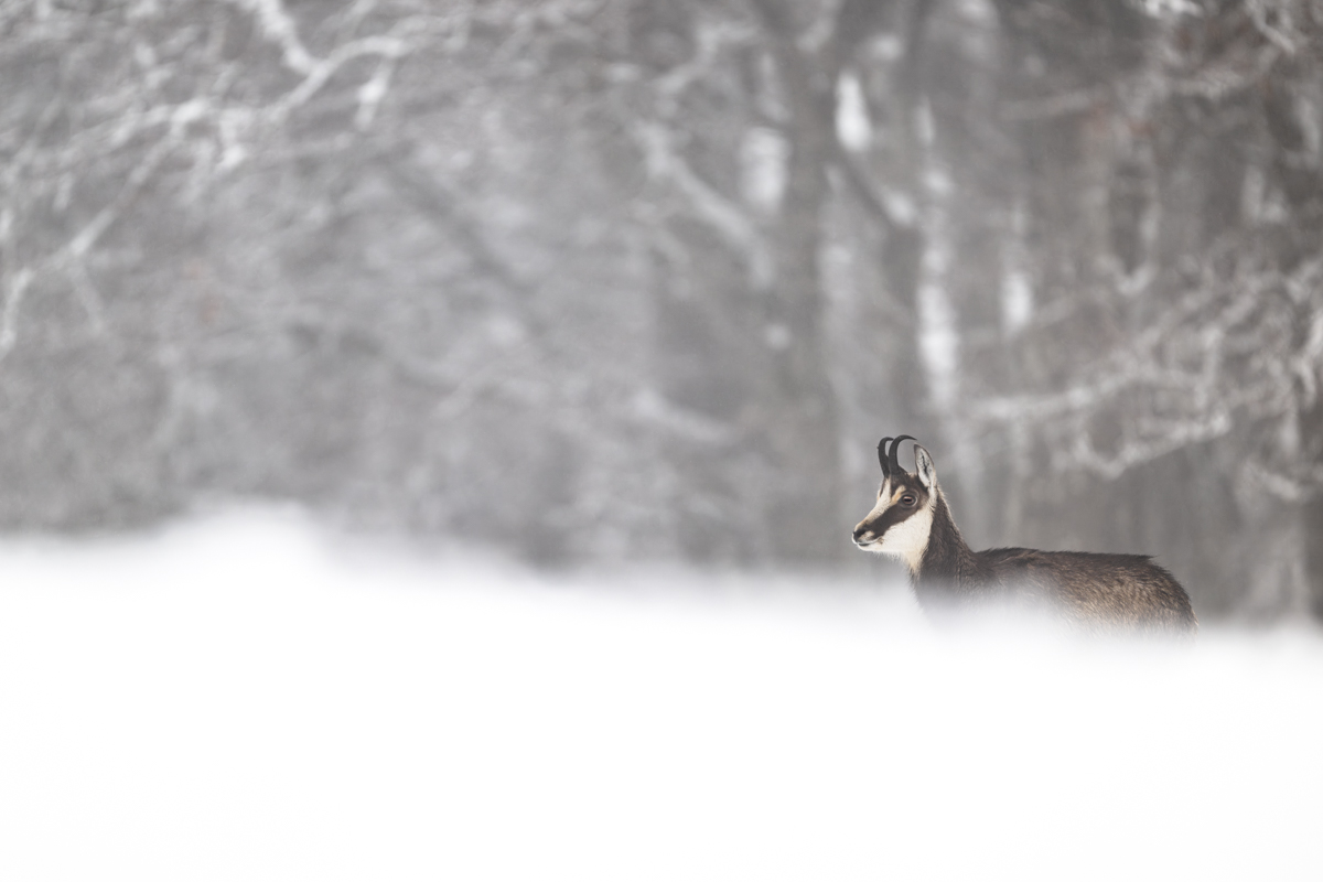 Gallery of fish, photographed by nature photographer Nicolas Stettler.