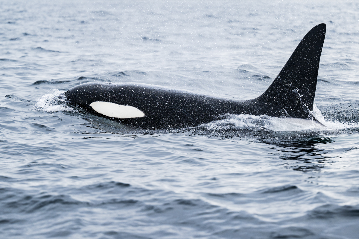 Gallery of fish, photographed by nature photographer Nicolas Stettler.