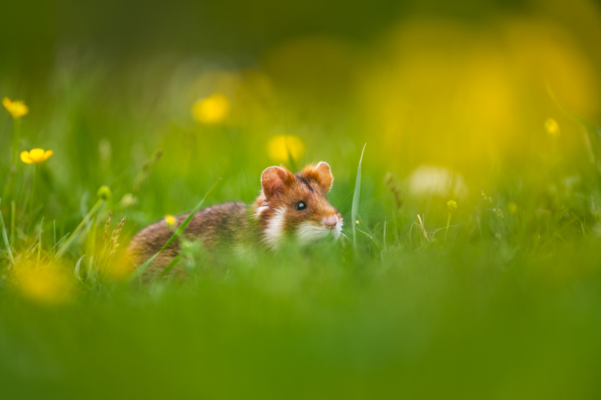Gallery of fish, photographed by nature photographer Nicolas Stettler.