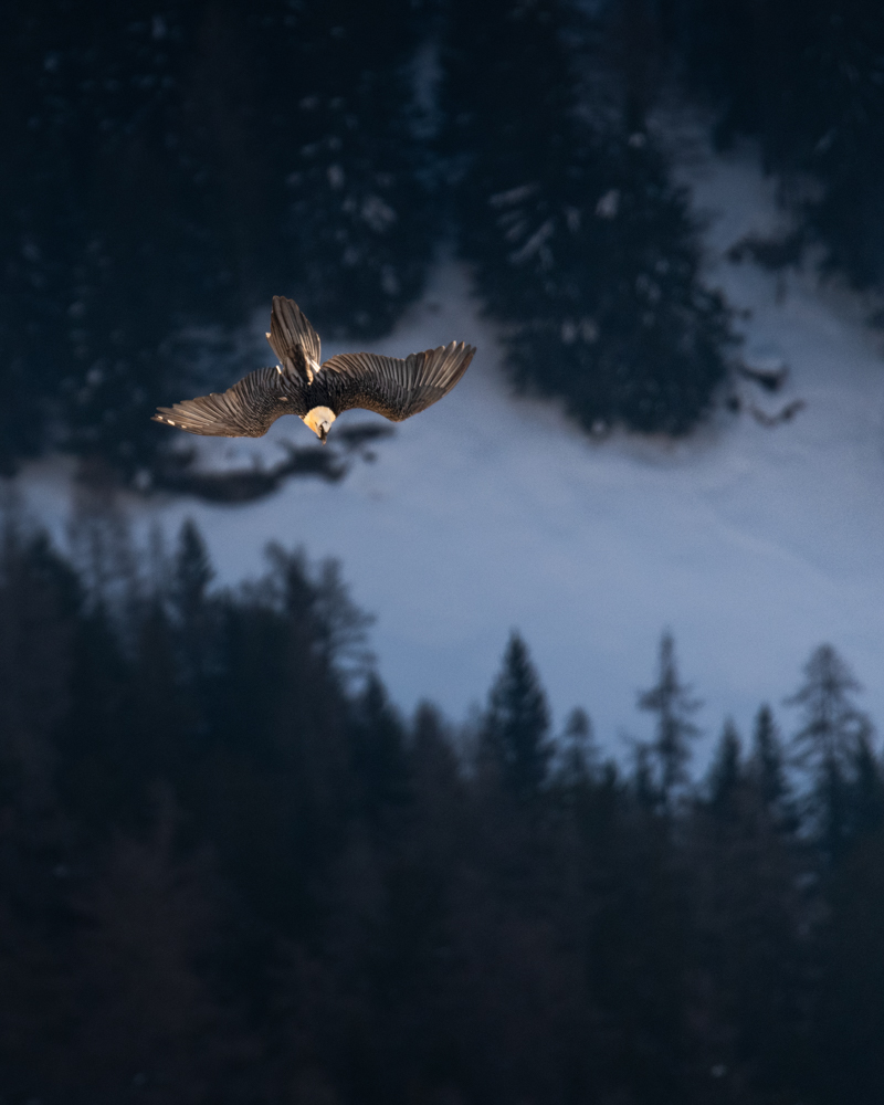 With a wingspan of up to 3 m, the bearded vulture is the largest bird in Switzerland.