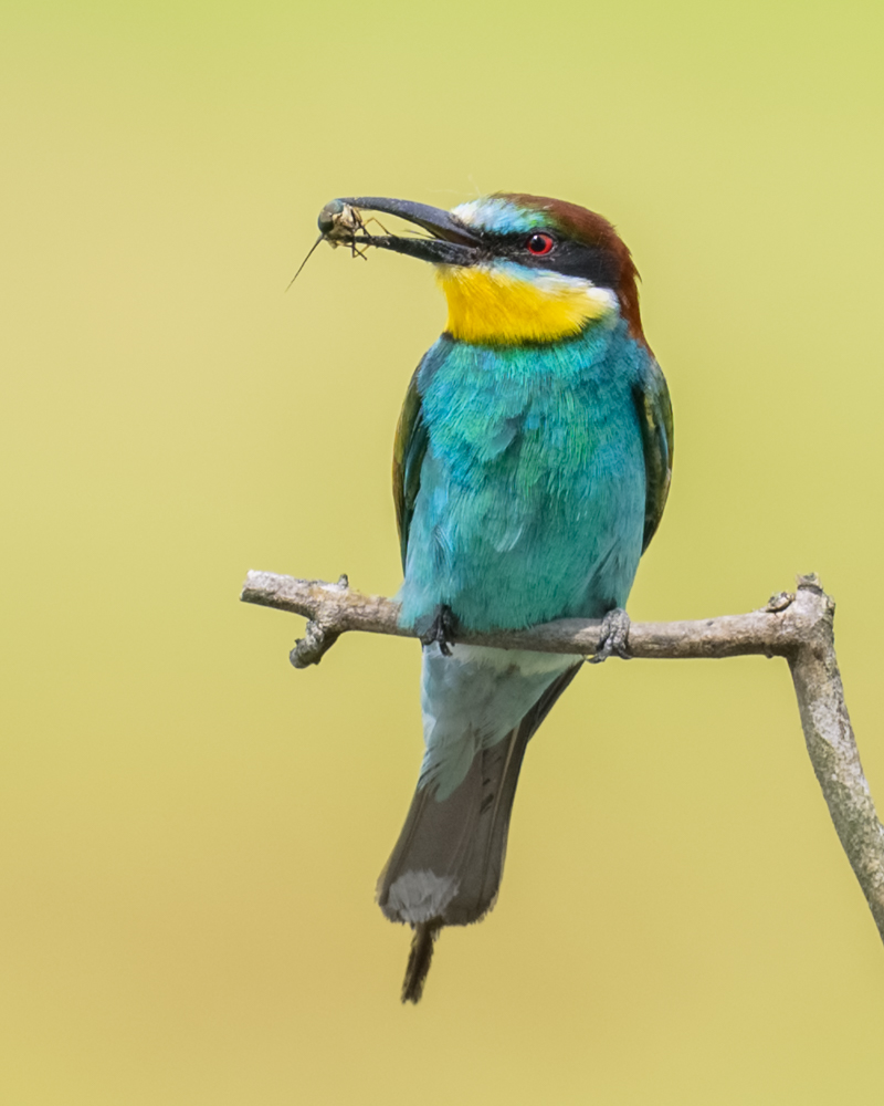 The bee-eater is one of the most colourful birds in Switzerland.