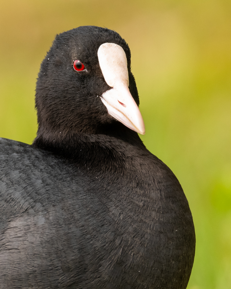 Coots are very common and widespread in Switzerland. Coots are also found very often on waters near settlements.