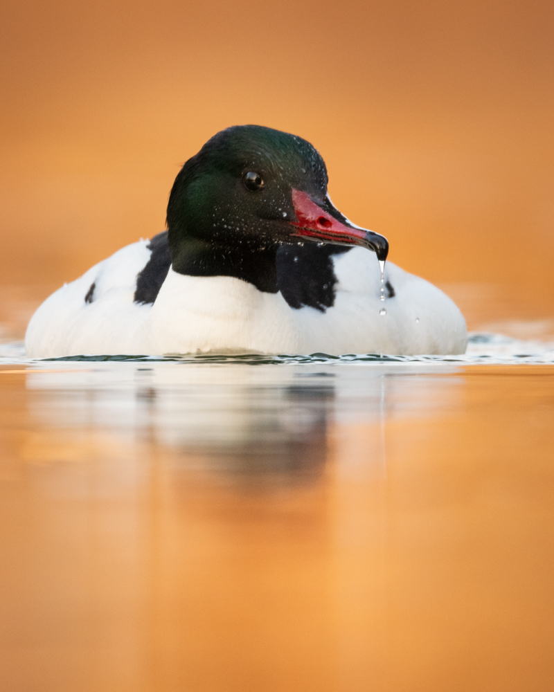 The common merganser can be frequently observed on Swiss waters, especially in winter.