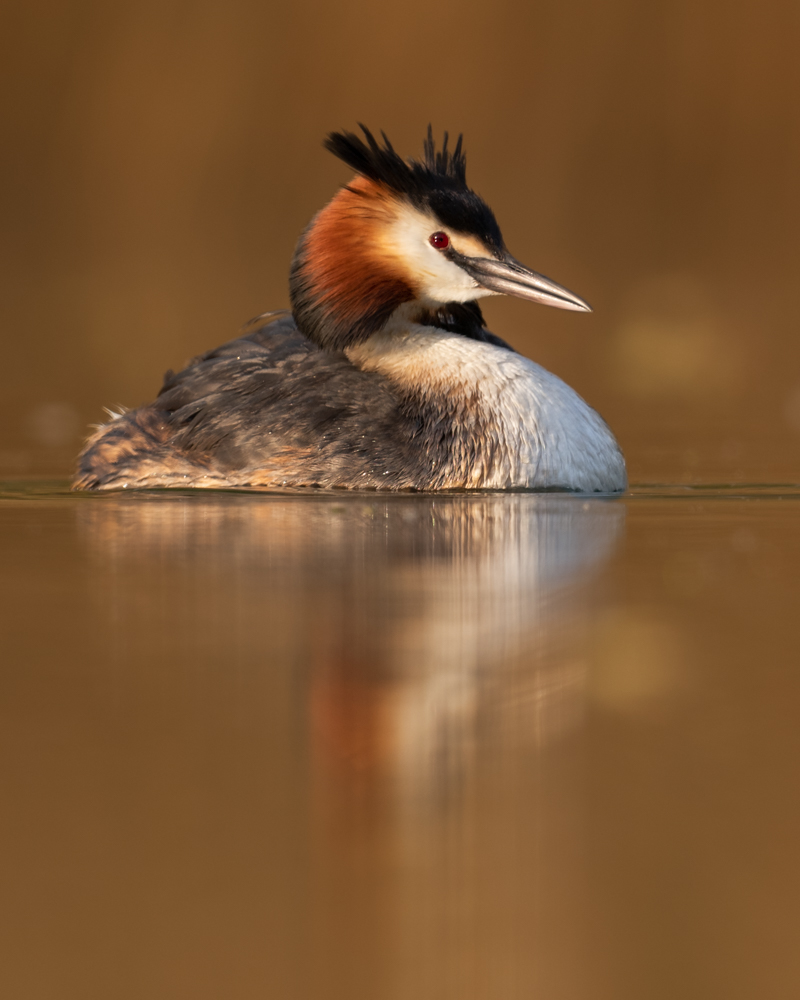 The great crested grebe is a common water bird on larger lakes. It breeds in small colonies in the reed belt.