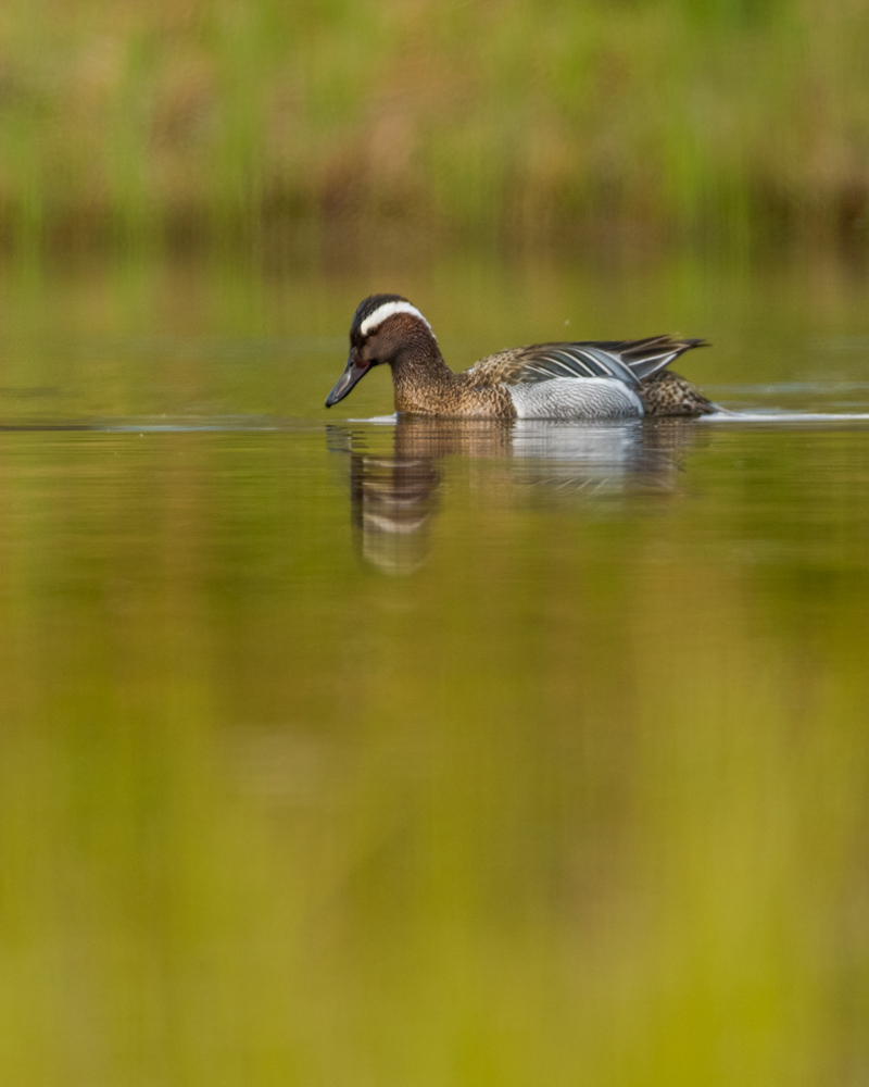 The Garganey is the only dabbling duck to spend the winter south of the Sahara. In Switzerland it can only be observed during migration.