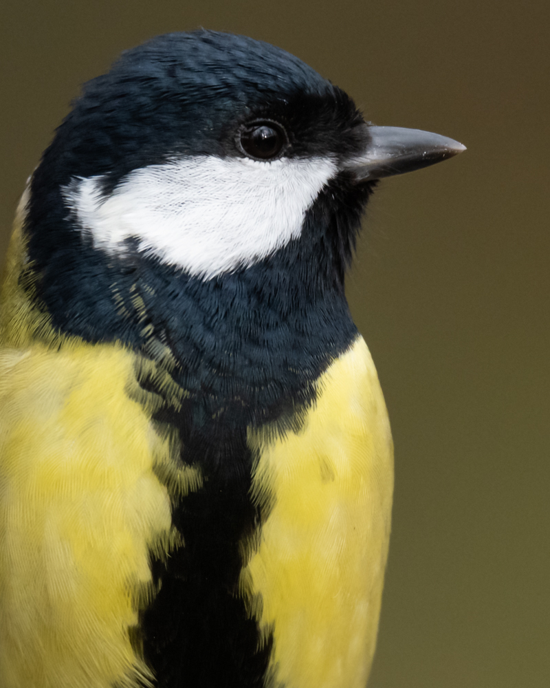 The great tit is one of the most common bird species in Switzerland. The great tit is also frequently found in the middle of settlements.