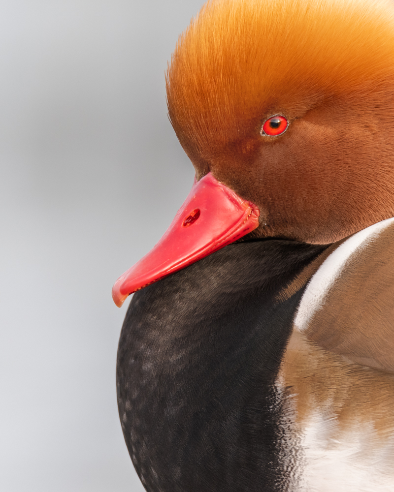 The number of red-crested pochards has increased sharply in Switzerland in recent years. Today, up to 300 pairs are already breeding in Switzerland. 30 years ago, there were around 30 pairs.