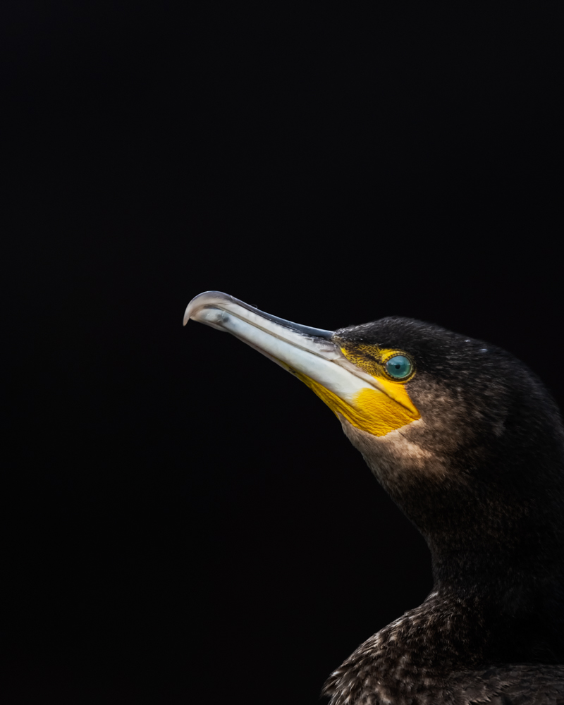 The cormorant is a fairly common water bird on Swiss waters. Especially in winter, the cormorant can be seen on almost all larger waters.