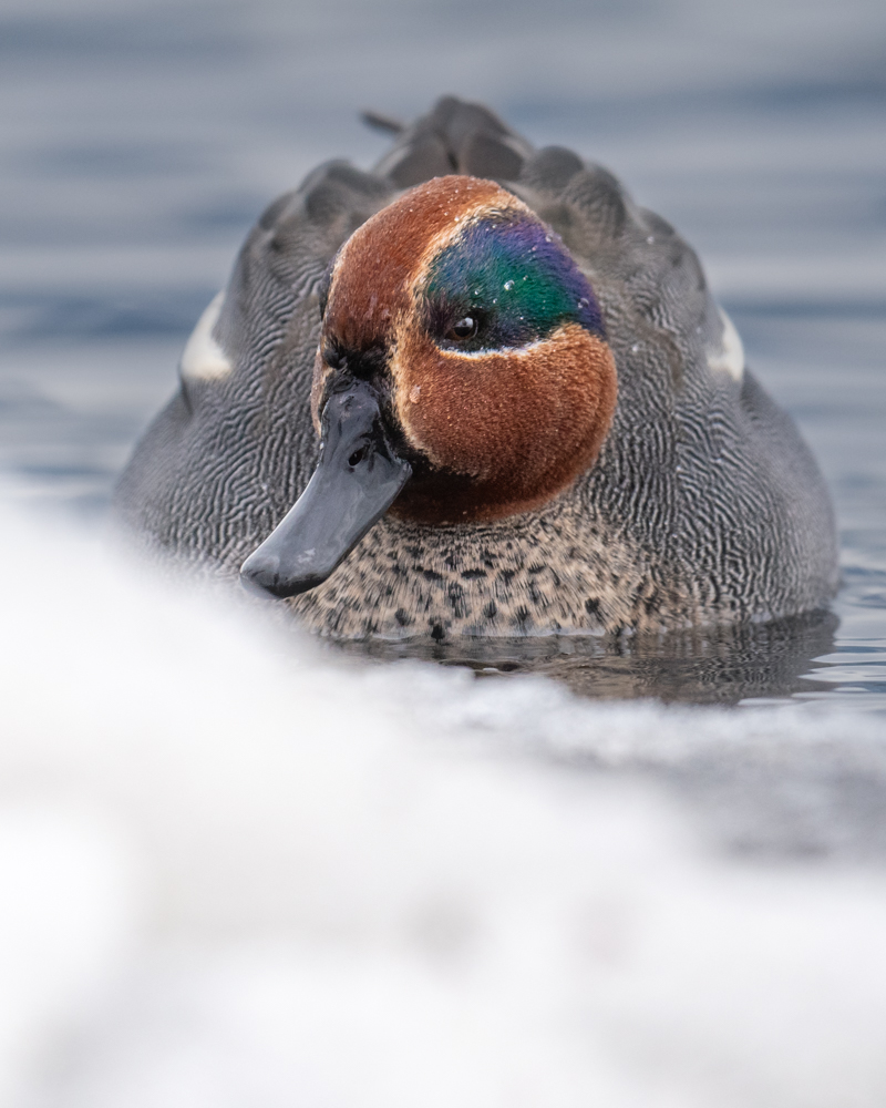 Teals are the smallest ducks in Europe. In Switzerland, they can be observed almost exclusively in winter.