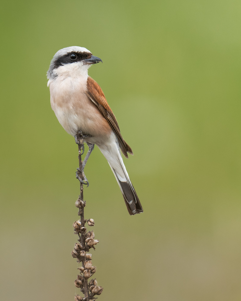 The Red-backed Shrike is a typical bird in farmland. The bird often perches on hedges or trees.