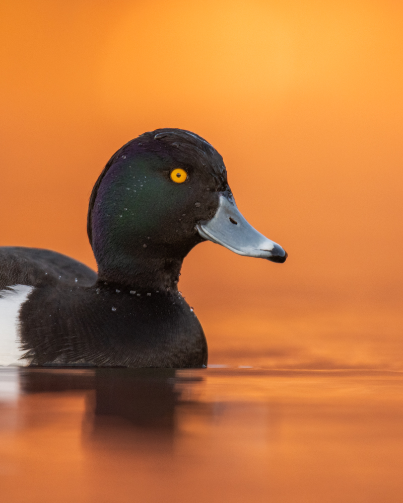 The Tufted Duck is the most common water bird in Switzerland in winter. The males are particularly attractive with their iridescent head feathers.