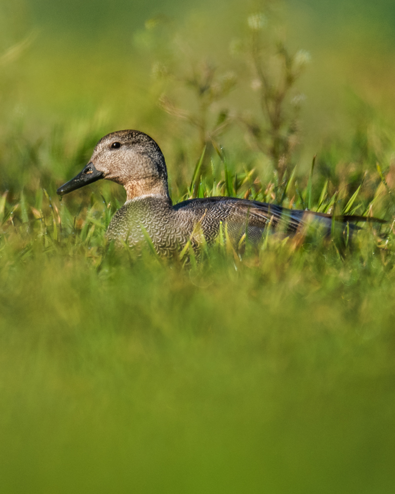 The gadwall is rather inconspicuously coloured. In Switzerland it is mainly observed in winter.