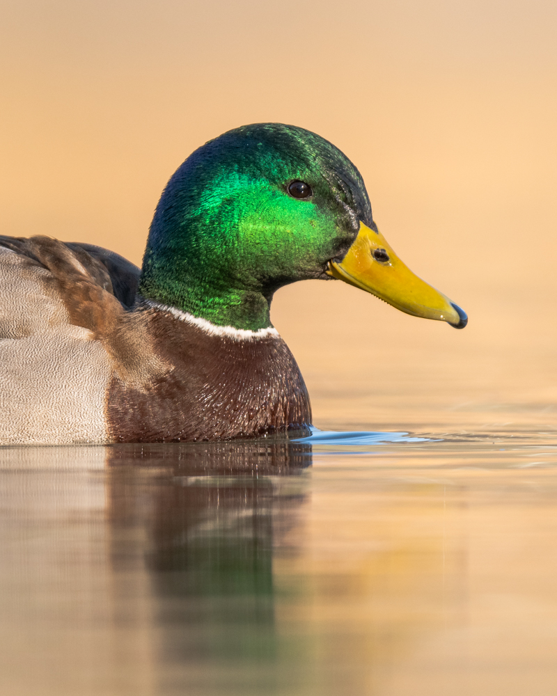 The mallard is the most common duck in Switzerland during the breeding season. It also inhabits settlement areas.