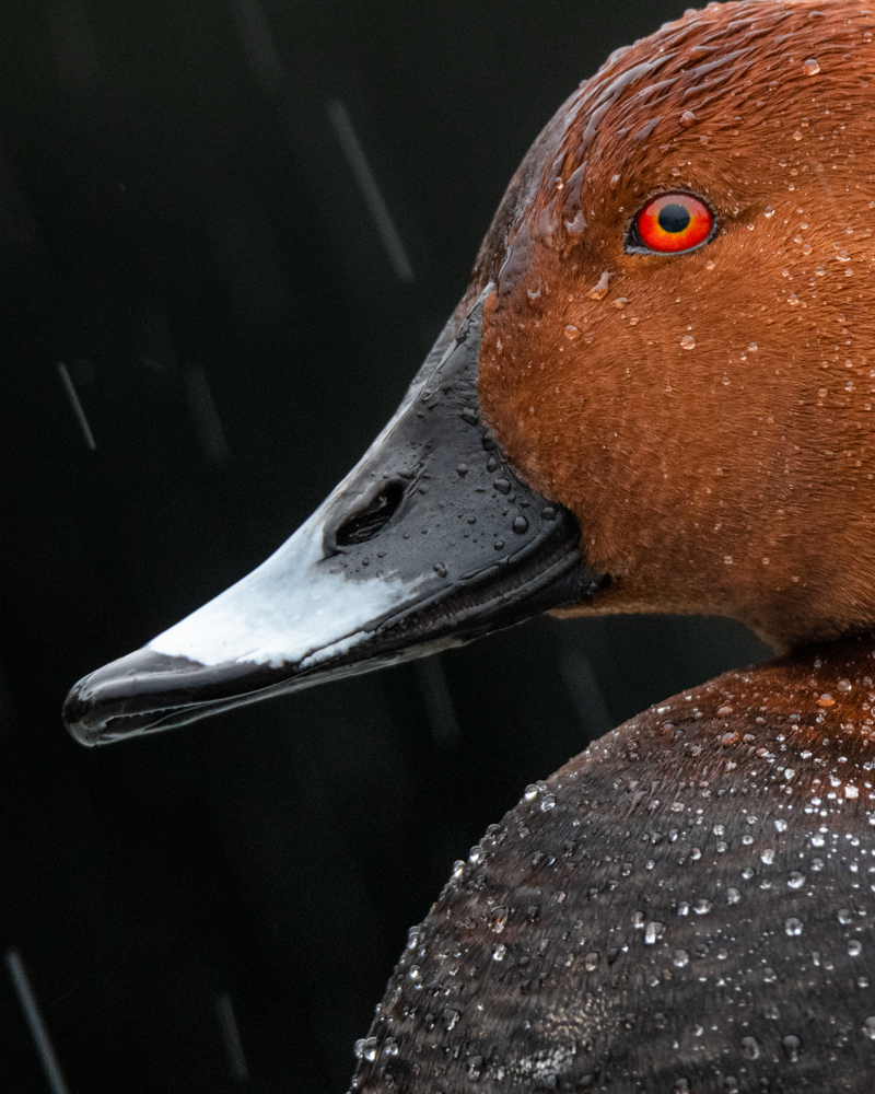 The pochard is a very frequent winter visitor in Switzerland. Like the tufted duck, it has benefited greatly from the introduction of the zebra mussel.