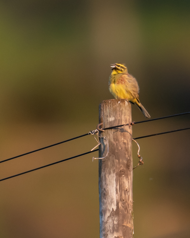 The cirl bunting is relatively common in Swiss vineyards. The breeding population is around 1’000 to 1’500 breeding pairs.