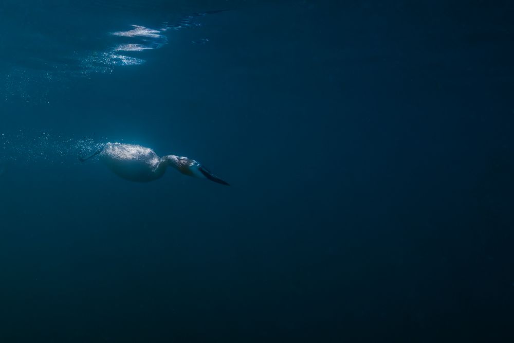 Ein Haubentaucher Unterwasser.
