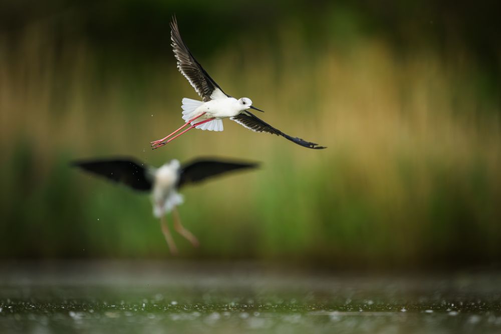 Graureiher im Flug
