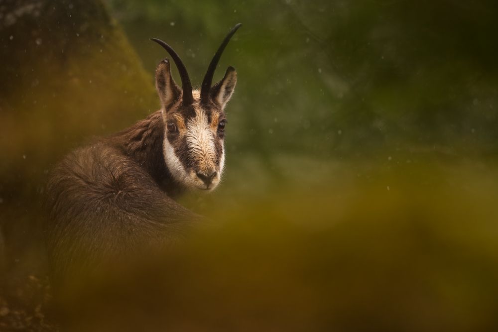 Beispielfotos mit dem Nikon Z 180-600 5.6-6.3.