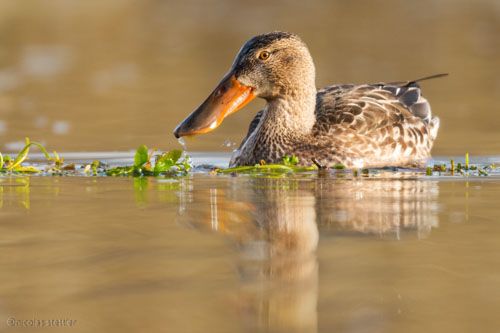 Löffelente Weibchen bestimmen.