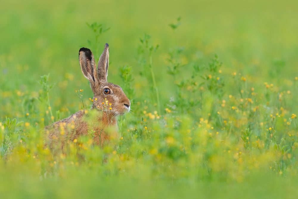 Ein Feldhase in einem blühenden Feld.
