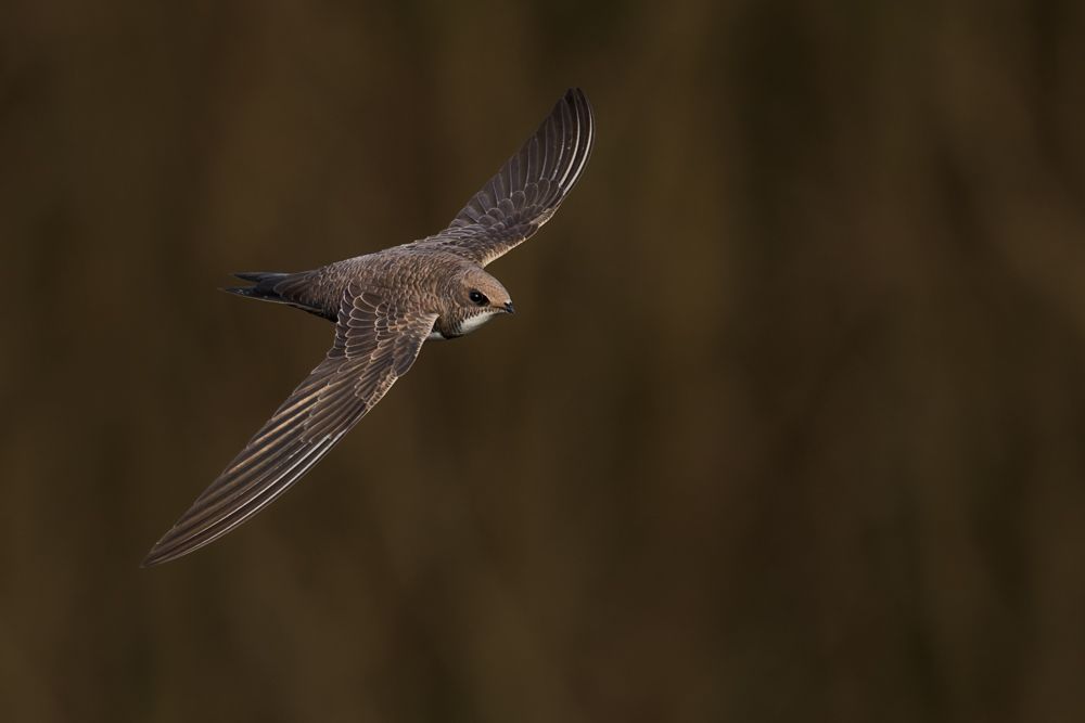 Beispielfotos mit dem Nikon Z 180-600 5.6-6.3.