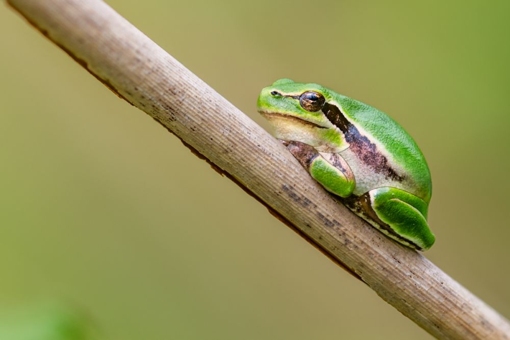 Ein Laubfrosch fotografiert mit dem NIkon Z 135 1.8 Plena.