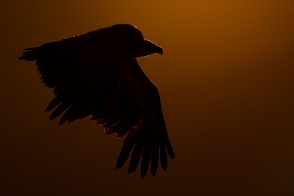 Ein Gänsegeier im Gegenlicht im Berner Oberland.