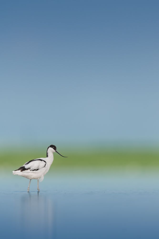 Zwei Kraniche vor Sonnenaufgang im Nebel.