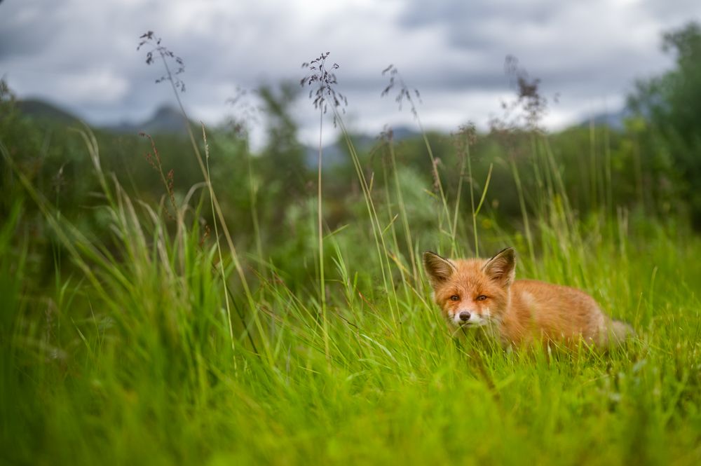Ein weitwinkliges Foto von einem jungen neugierigen Rotfuchs.